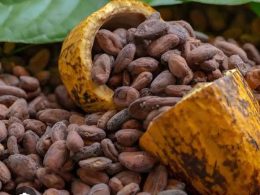 Cocoa Beans